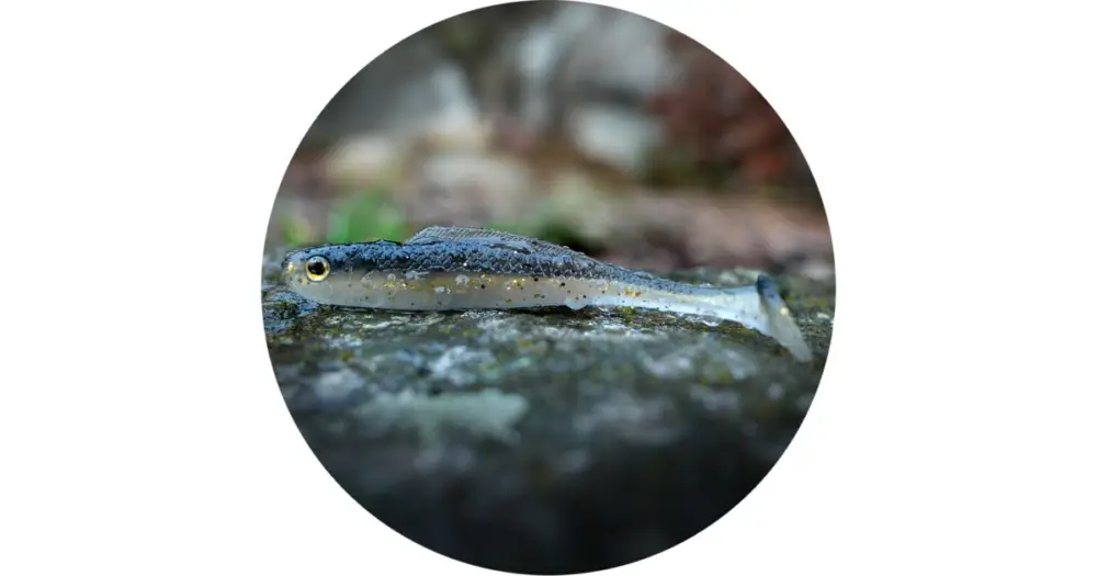 RedBass Gumová Nástraha Ripper Kicker Bass - XXL 200 mm 50 g Ihned K Objednání
